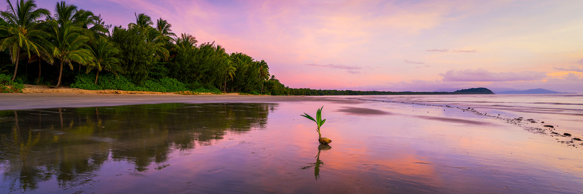 Coconut Blossom, Four Mile Beach, Port Douglas, QLD, photographed by Mitchell Burns