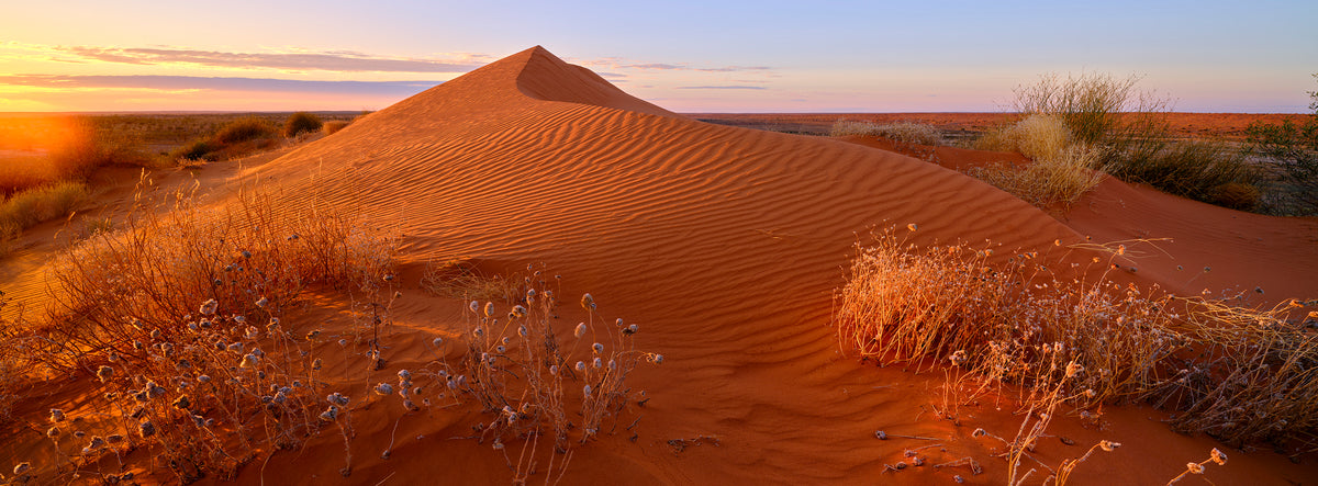 Desert Garden, Big Red / Birdsville, QLD, photographed by Mitchell Burns
