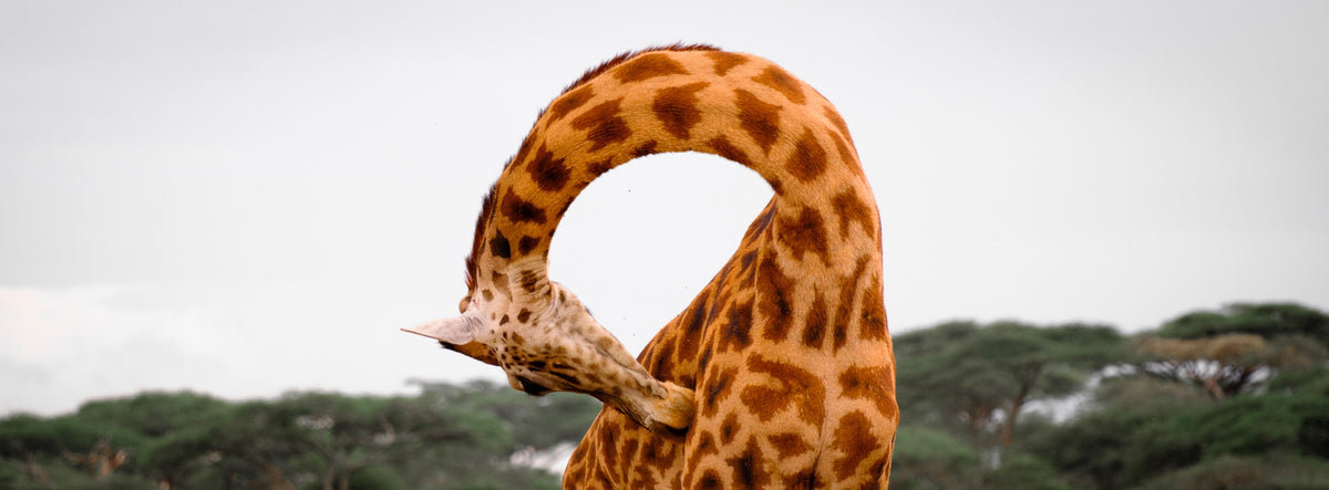 Giraffe bending its neck into a sculptural curve — Mitchell Burns