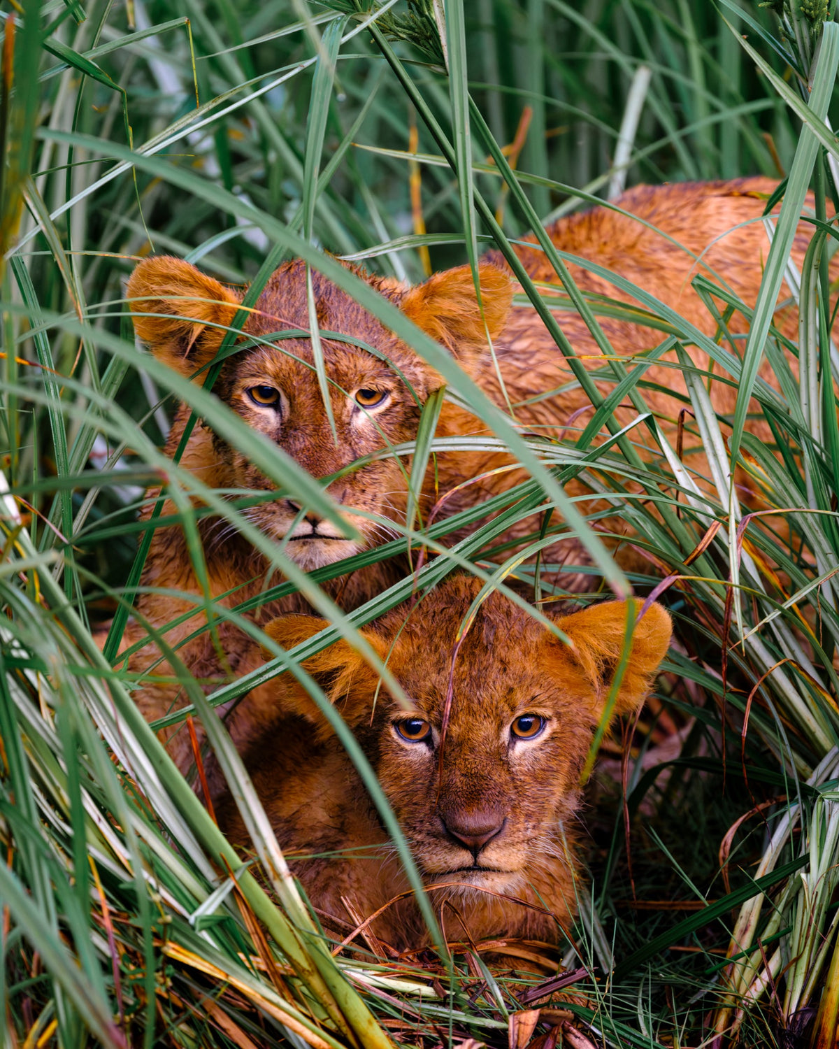 Young lions concealed in tall grass in East Africa — Mitchell Burns