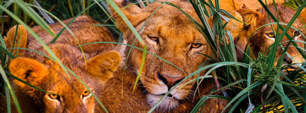 Lioness and young lions together in tall grass — Mitchell Burns