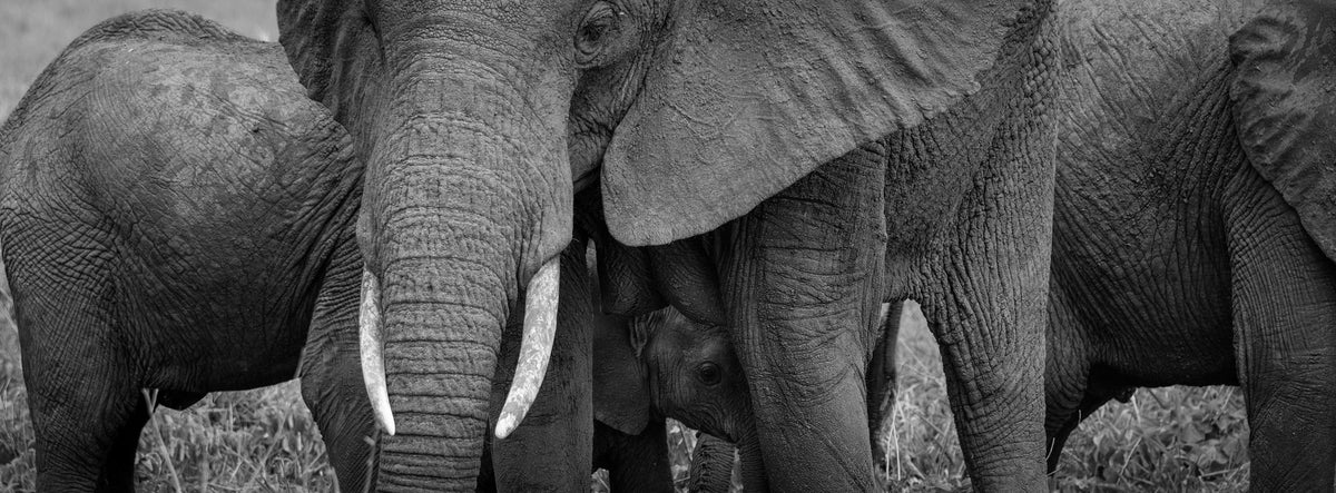 Black-and-white panoramic photograph of an elephant calf sheltered between adult elephants — Mitchell Burns