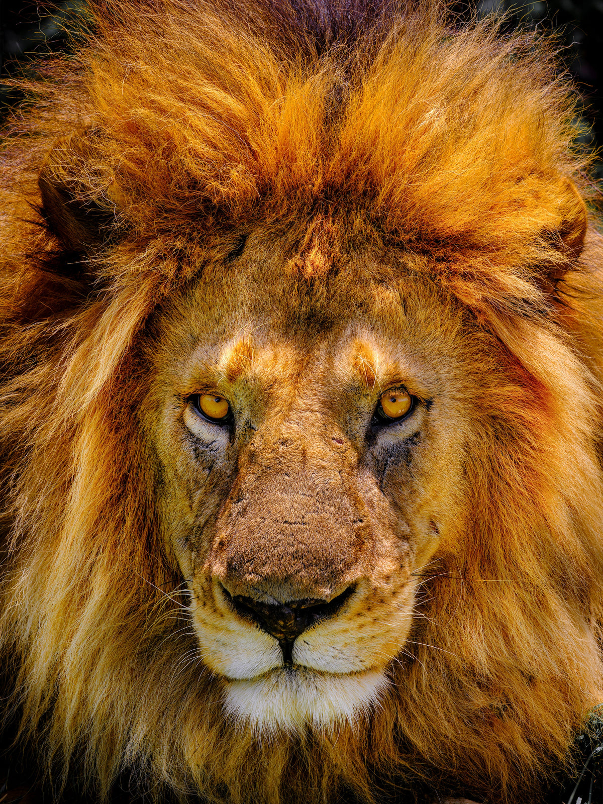 Apex, a male lion in the Serengeti, Tanzania, photographed by Mitchell Burns.