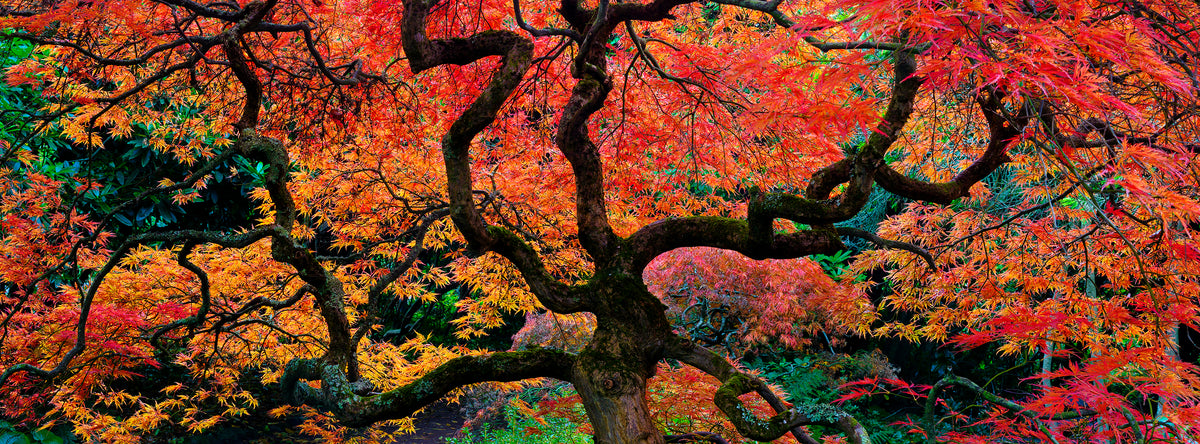 Flame Tree, fine art photograph by Mitchell Burns
