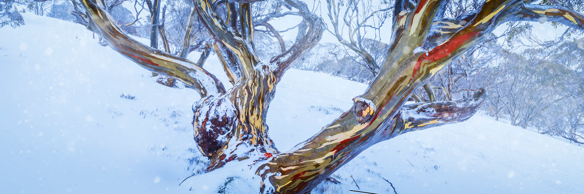 Frosted, Charlotte Pass, Snowy Mountains, NSW, photographed by Mitchell Burns