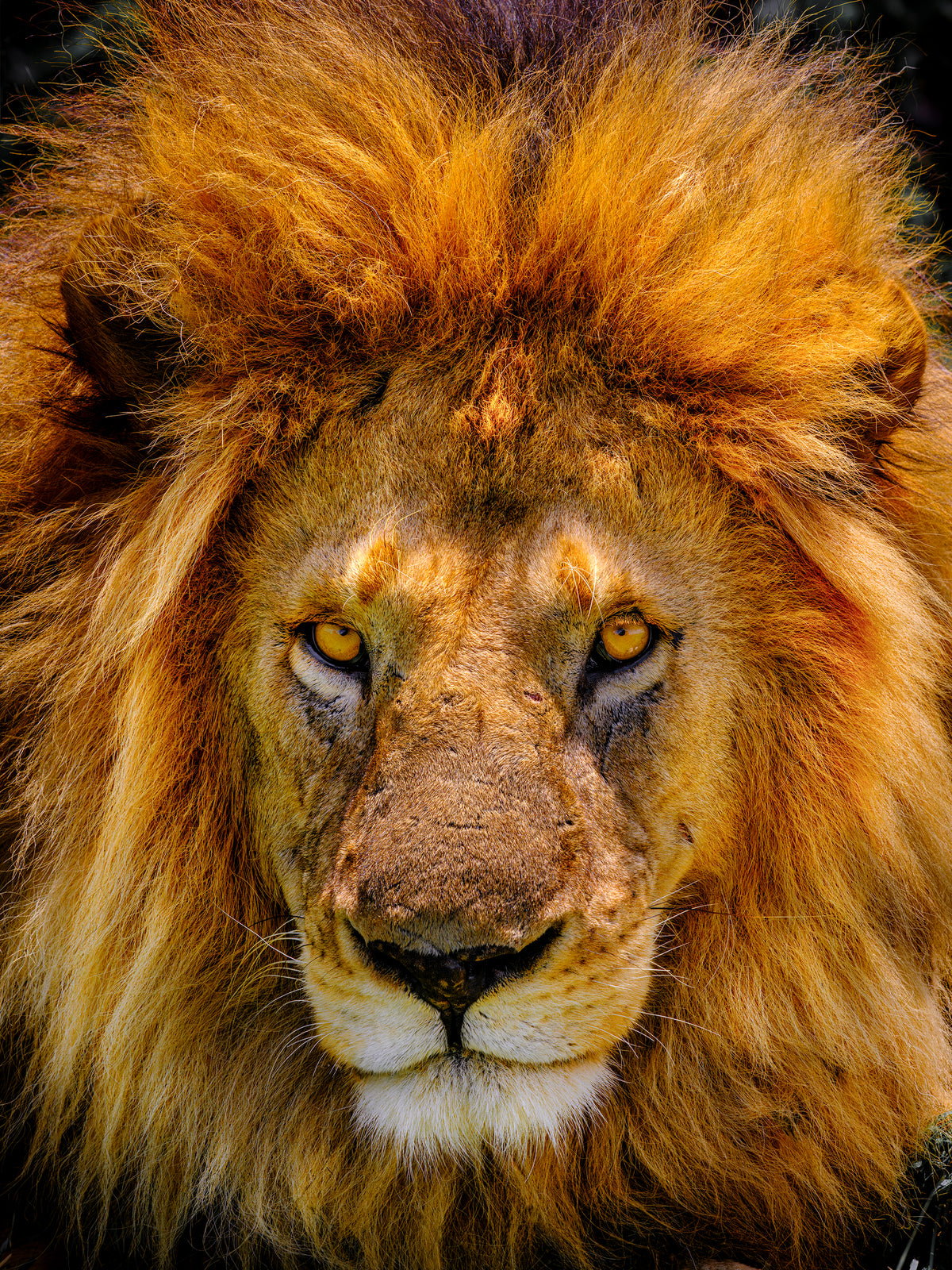 Apex, Serengeti, Tanzania, photographed by Mitchell Burns