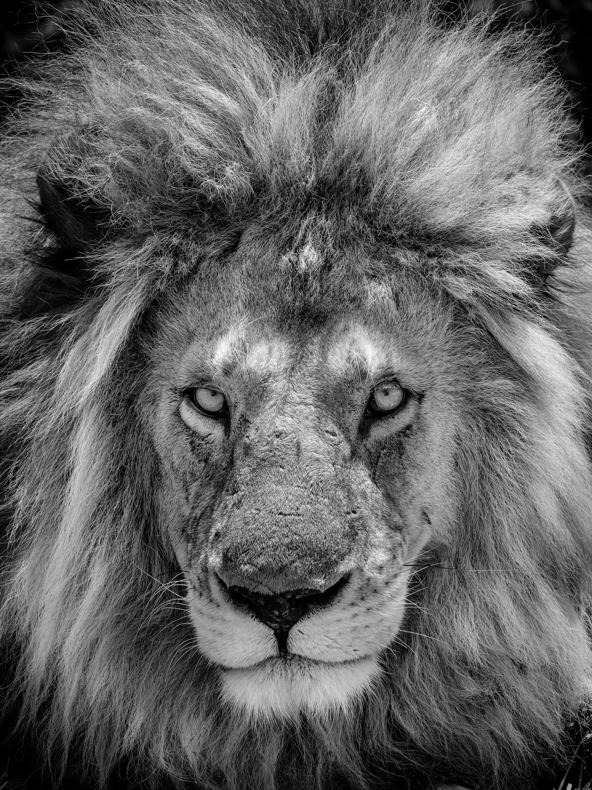 Apex B&W, Serengeti, Tanzania, photographed by Mitchell Burns