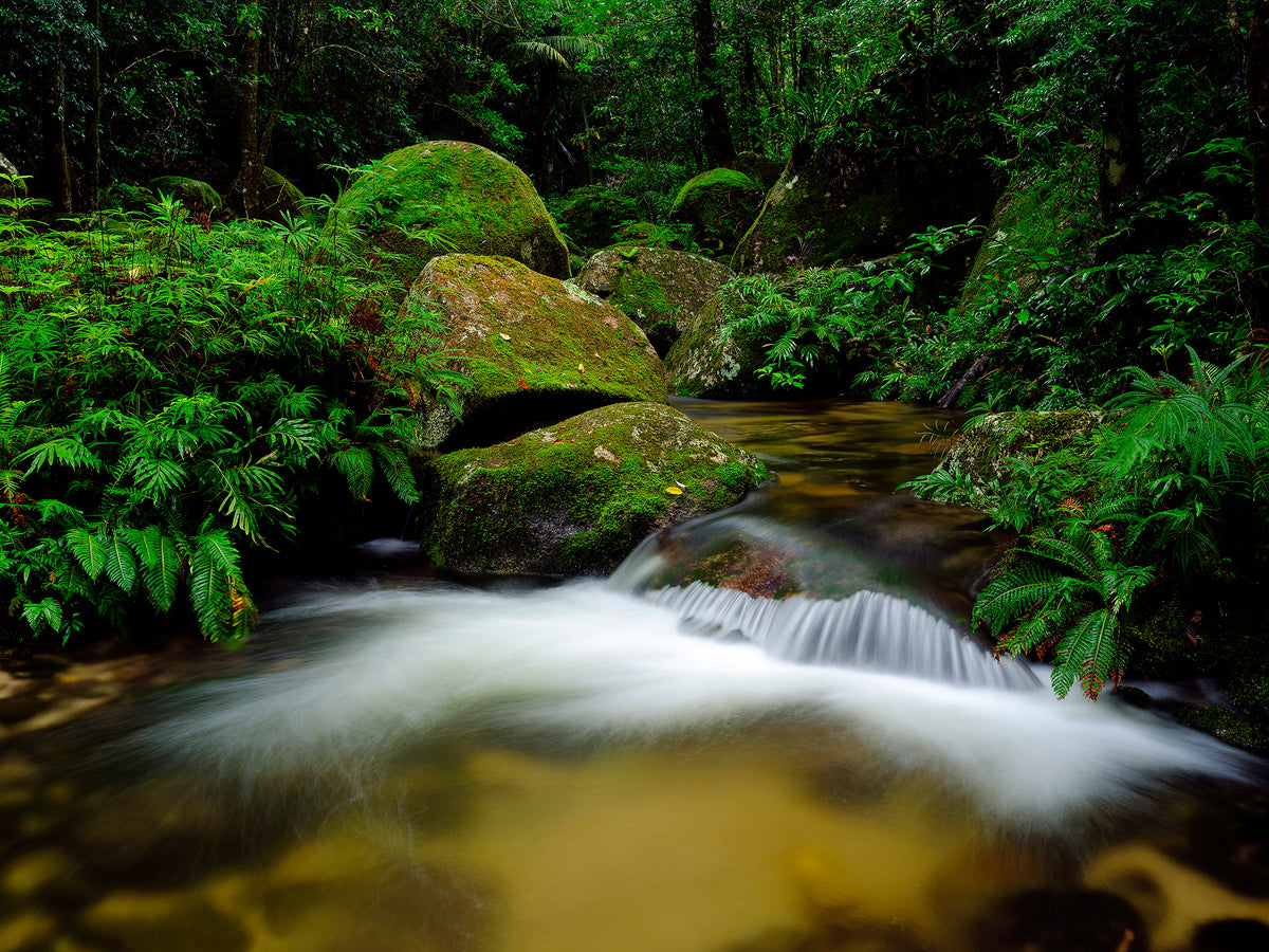 Mt Lewis, Mt Lewis, QLD, photographed by Mitchell Burns