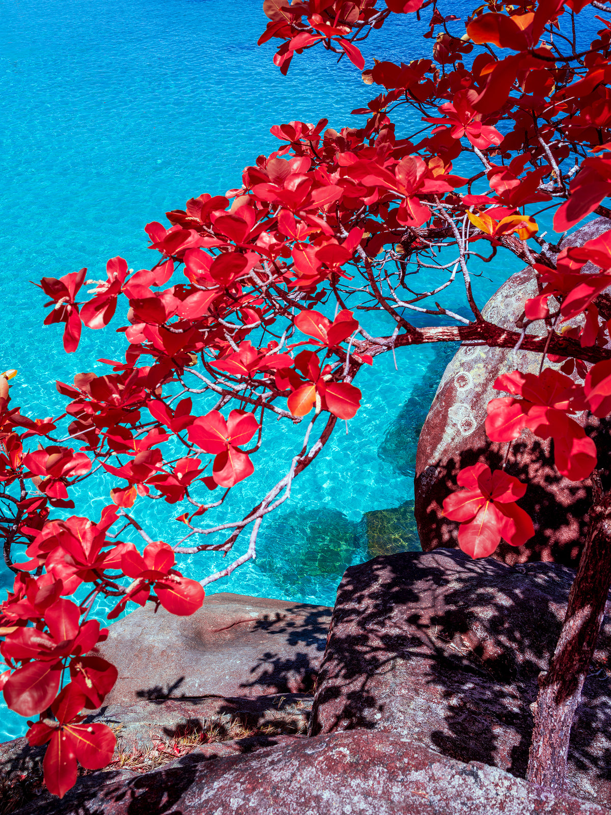 Flame — fine art photograph by Mitchell Burns