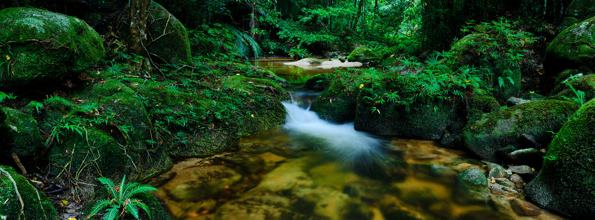 Forest Flow, North Queensland rainforest, QLD, photographed by Mitchell Burns