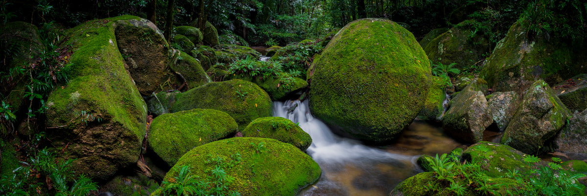 Moss Garden, Mt Lewis National Park, QLD, photographed by Mitchell Burns