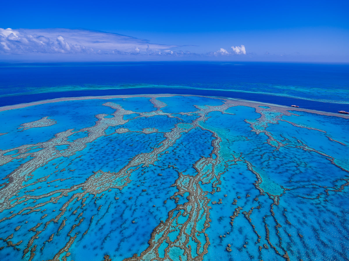 Reef, Great Barrier Reef, QLD, photographed by Mitchell Burns
