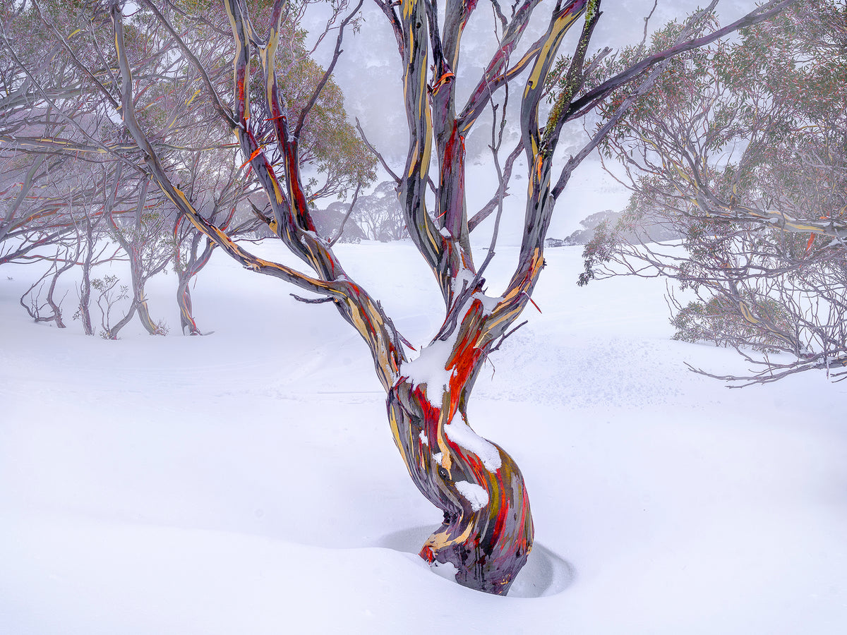 Snow Dance, Snowy Mountains, NSW, photographed by Mitchell Burns