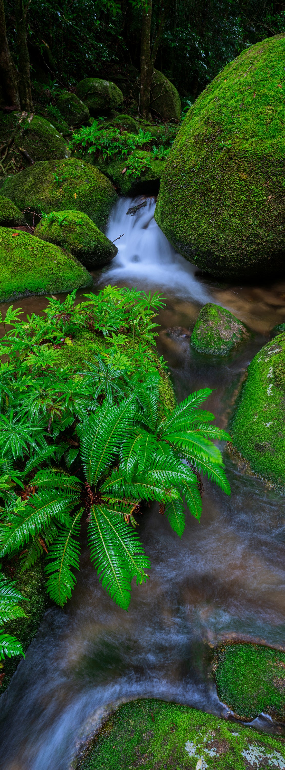 Ever Green, Mt Lewis, QLD, photographed by Mitchell Burns