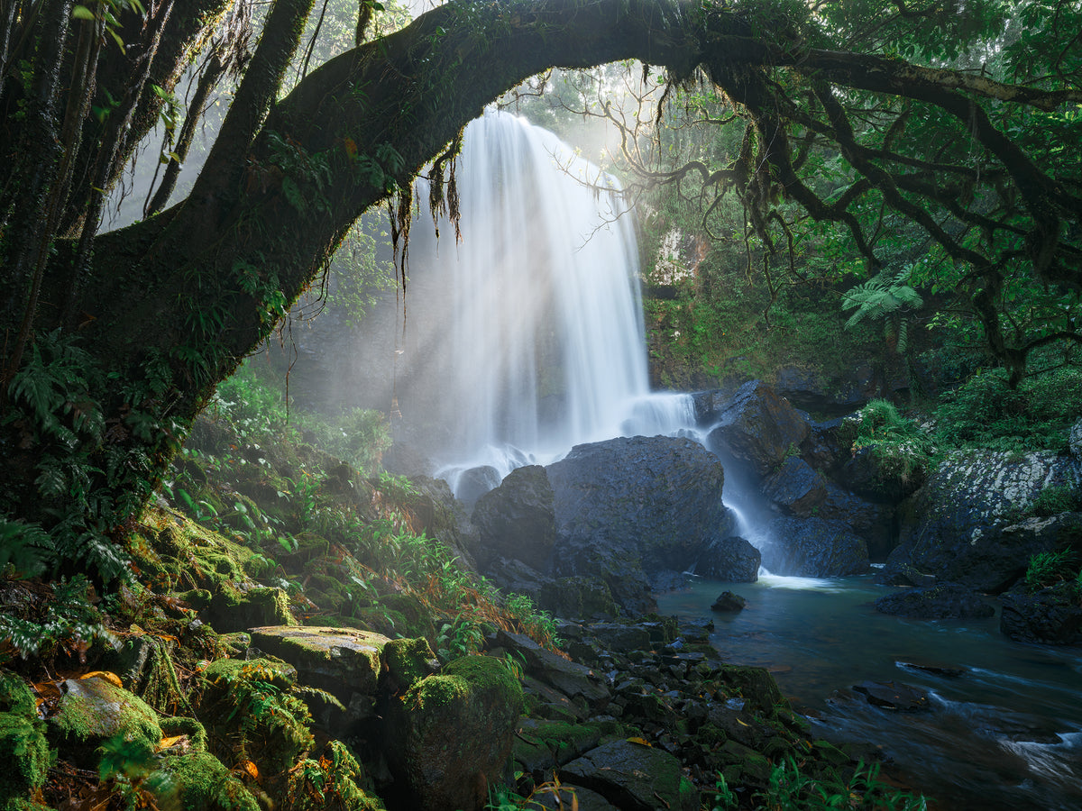 Zillie Falls framed by an arching rainforest tree, with afternoon light shining through waterfall mist, photographed by Mitchell Burns.