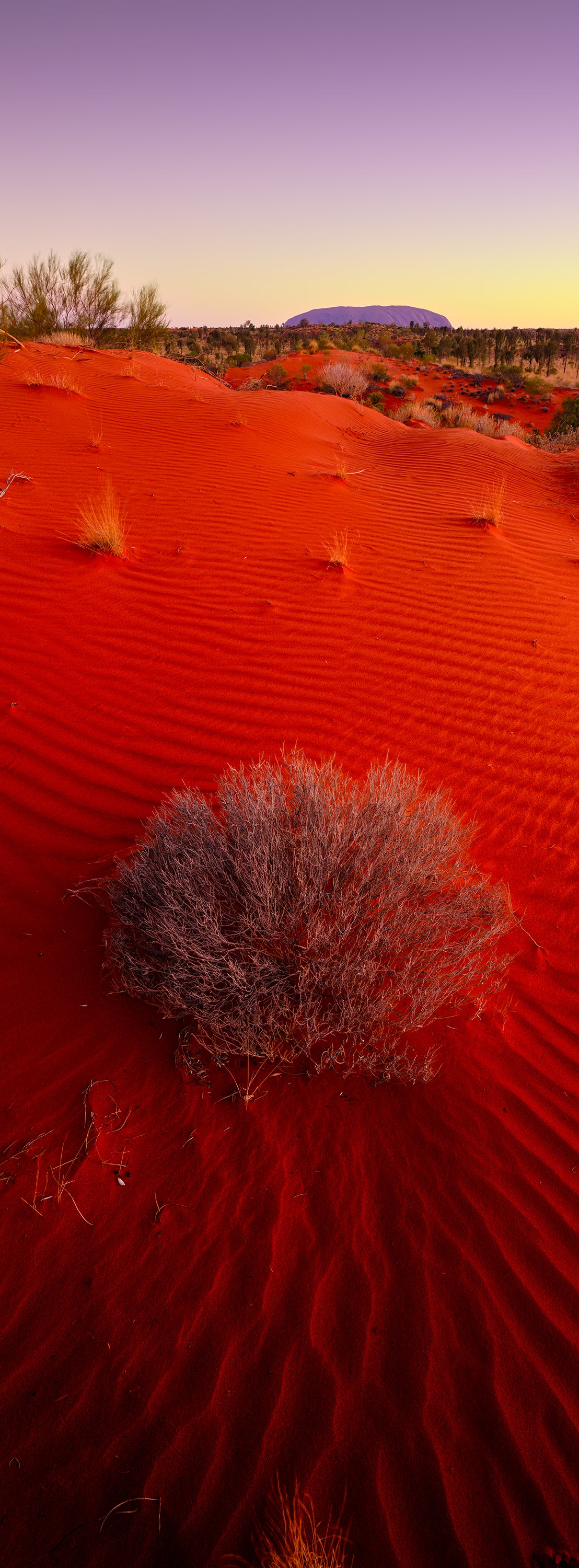 The Desert, Uluru / Central Australia, NT, photographed by Mitchell Burns