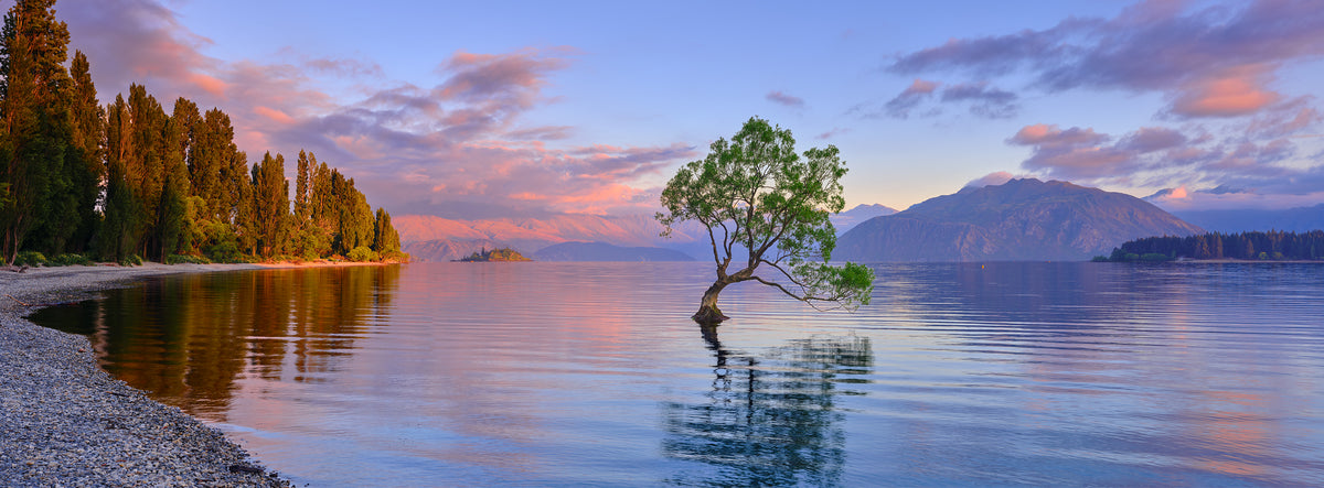 Watertree, Lake Wanaka, New Zealand, photographed by Mitchell Burns
