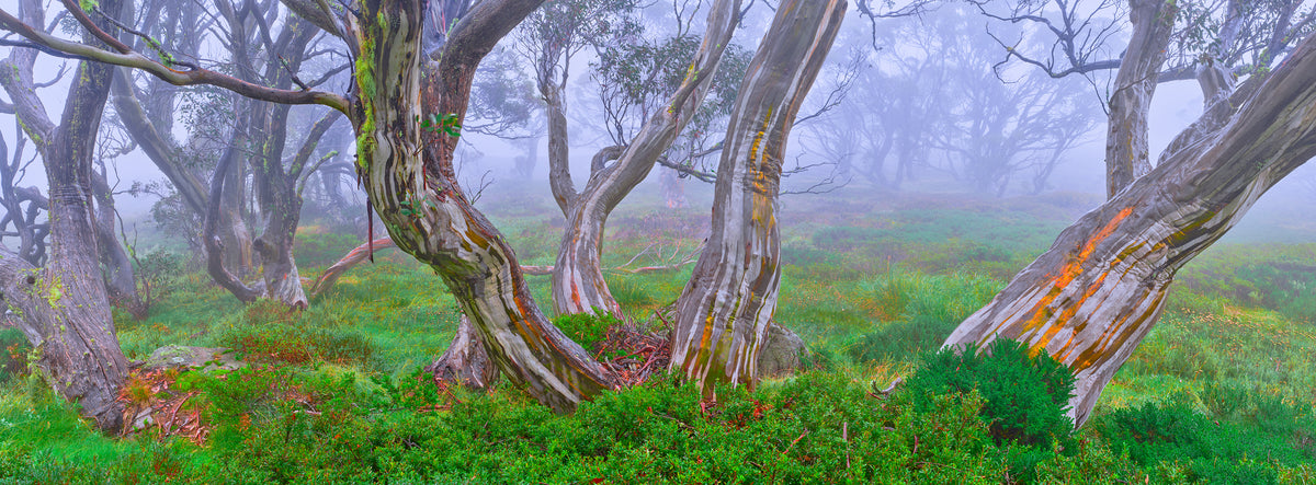 Whisper, Snowy Mountains, NSW, photographed by Mitchell Burns