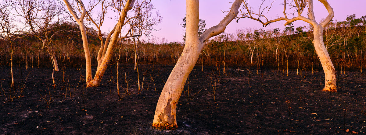 After Burn, Mount Molloy, QLD, photographed by Mitchell Burns