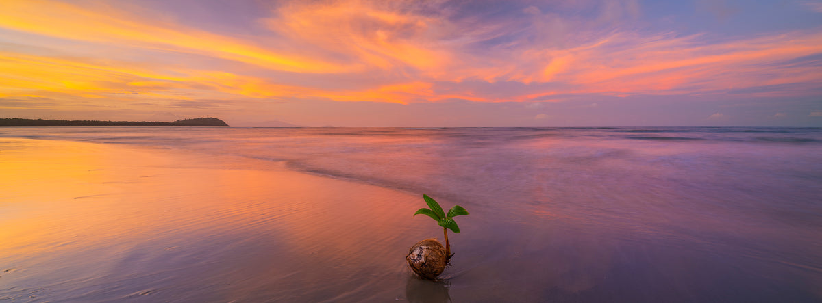Bloom, Four Mile Beach, Port Douglas, QLD, photographed by Mitchell Burns
