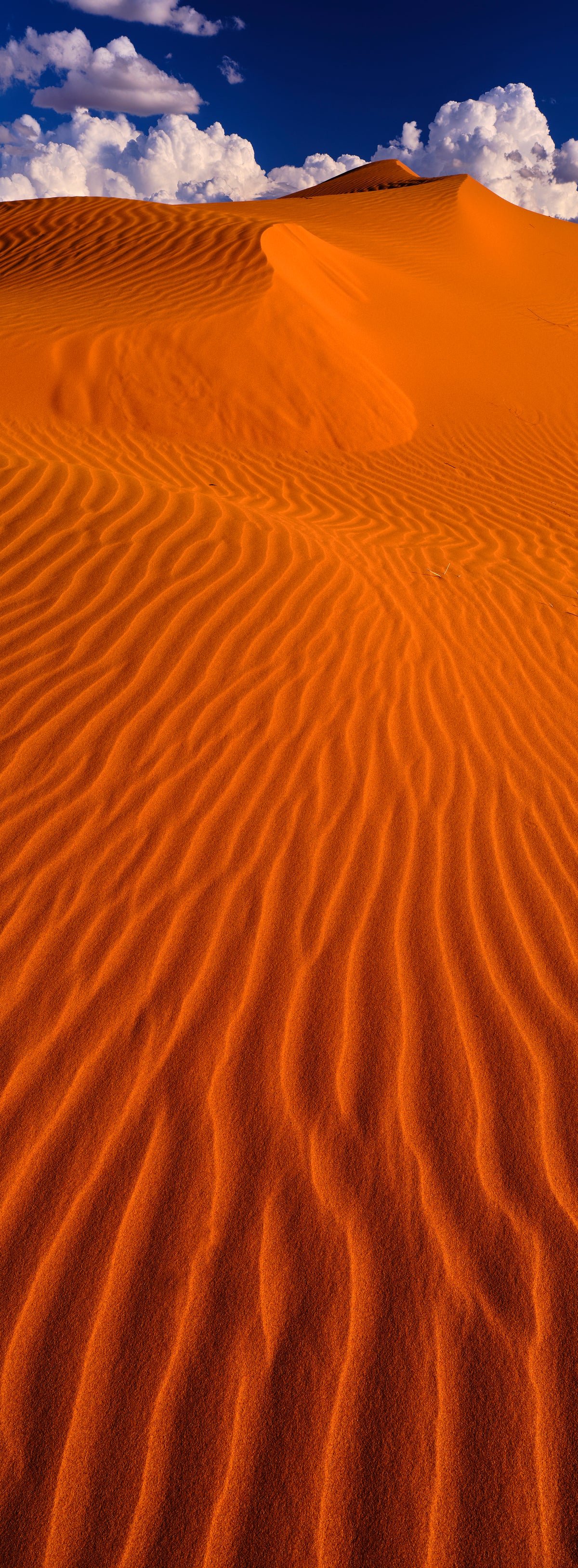 Dune, Big Red / Simpson Desert, QLD, photographed by Mitchell Burns