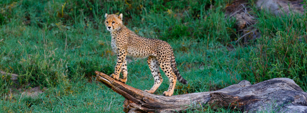 Poise
