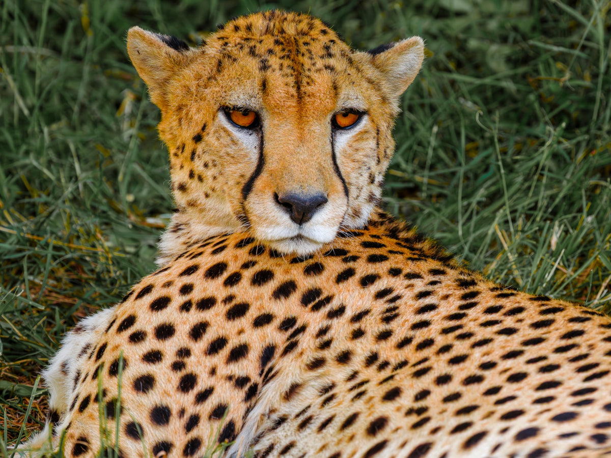 Cheetah portrait in grass — Mitchell Burns