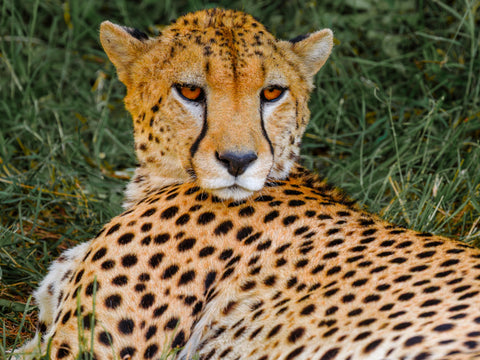 Cheetah portrait in grass — Mitchell Burns — illustrative Black + Black corner detail