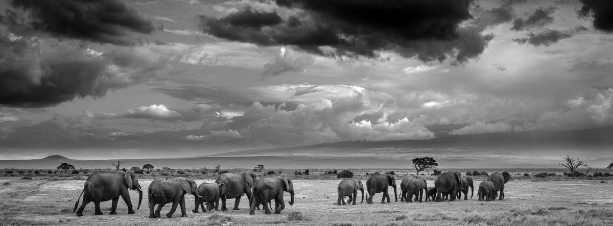 Elephant herd crossing an East African plain beneath a stormy sky — Mitchell Burns