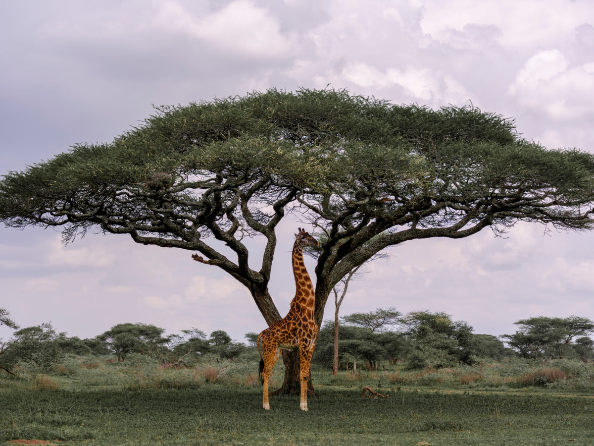 Giraffe beneath a broad acacia tree — Mitchell Burns