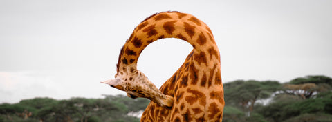 Giraffe bending its neck into a sculptural curve — Mitchell Burns — illustrative Black + Black corner detail