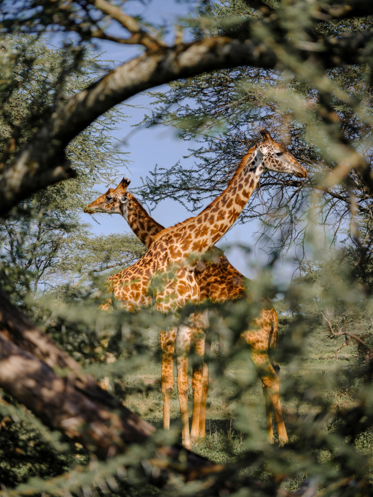 Among the Acacias