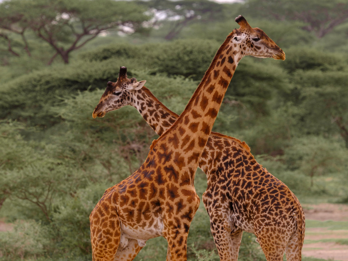 Two giraffes crossing in East Africa — Mitchell Burns