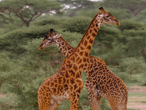 Two giraffes crossing in East Africa — Mitchell Burns — illustrative Black + Black corner detail