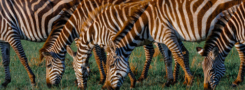 Zebras grazing together, their overlapping stripes filling a panoramic composition — In Unison by Mitchell Burns — illustrative Black + Black corner detail
