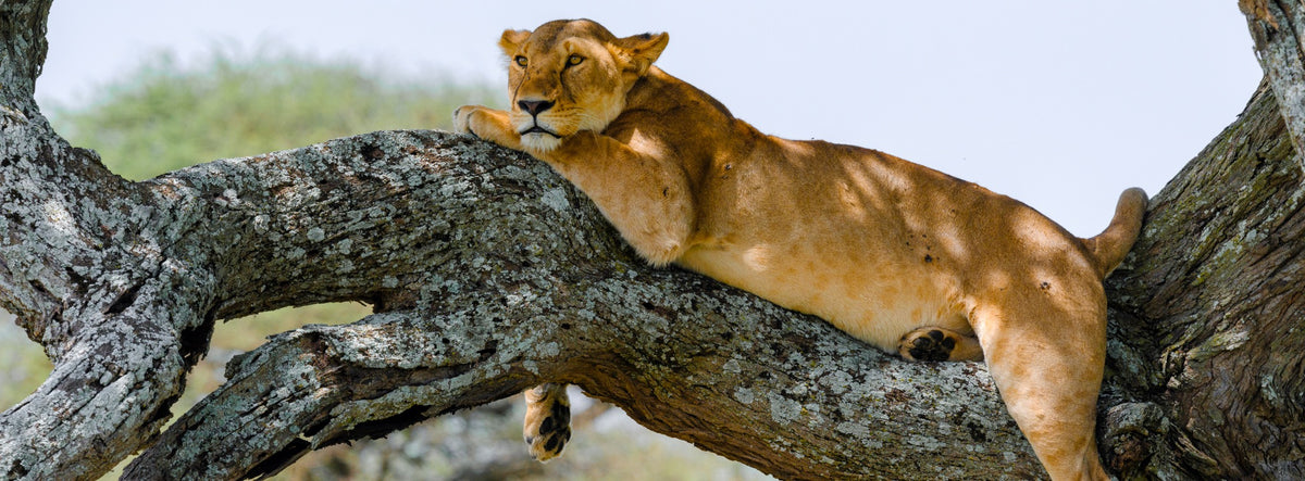 Lioness resting along a tree branch in East Africa — Mitchell Burns
