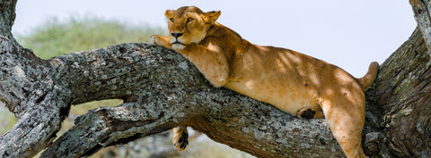 Lioness resting along a tree branch in East Africa — Mitchell Burns — illustrative Black + Black corner detail