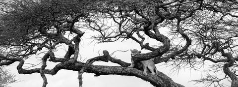 Lioness resting in an acacia tree in East Africa — Mitchell Burns — illustrative Black + Black corner detail