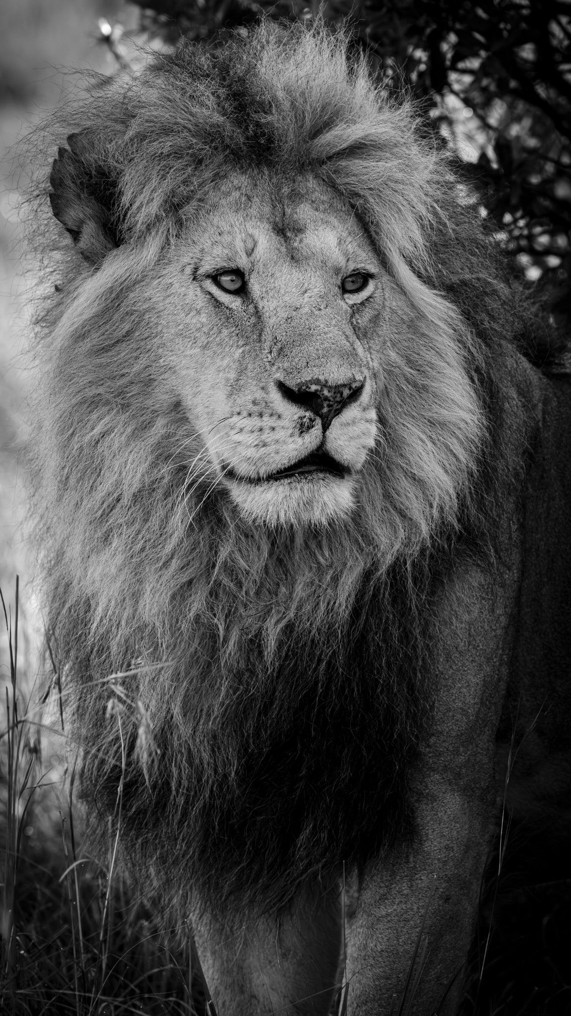 Male lion portrait in black and white, East Africa — Mitchell Burns