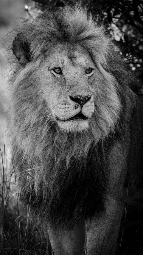 Male lion portrait in black and white, East Africa — Mitchell Burns — illustrative Black + Black corner detail