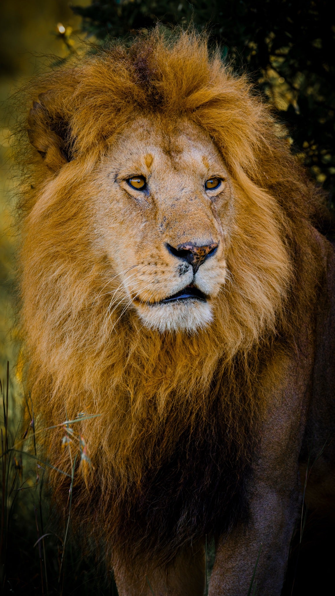 Male lion portrait in colour, East Africa — Mitchell Burns