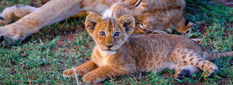A lion cub looking towards the camera beside a resting lioness — New Beginnings by Mitchell Burns — illustrative Black + Black corner detail