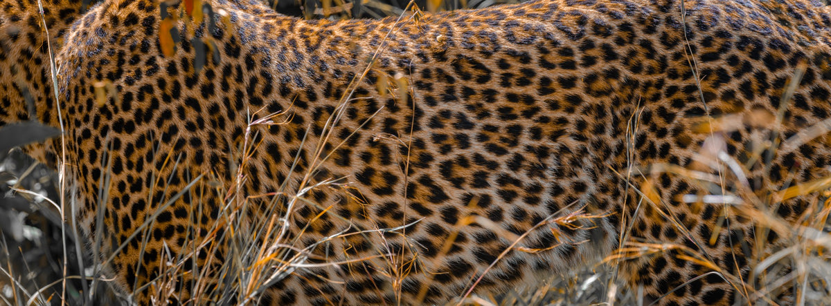 Abstract wildlife pattern study in grass — Mitchell Burns