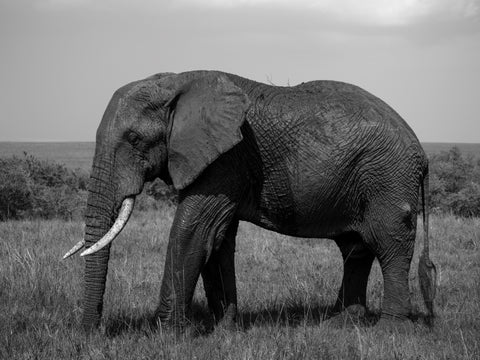 An elephant in profile on an open grassy plain, photographed in black and white — Presence by Mitchell Burns — illustrative Black + Black corner detail