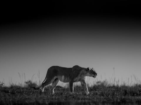 A lioness walking through grass beneath an open sky in black and white — Quiet Resolve by Mitchell Burns — illustrative Black + Black corner detail