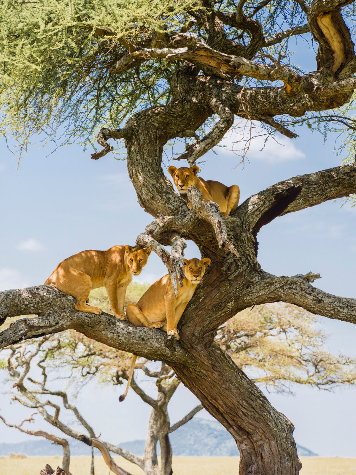 Three lionesses perched in a tree in East Africa — Mitchell Burns