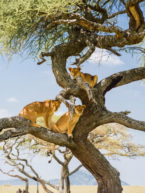 Three lionesses perched in a tree in East Africa — Mitchell Burns — illustrative Black + Black corner detail