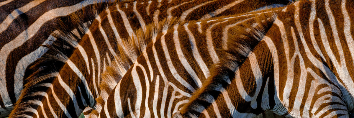 Close-up abstract study of zebra stripes in East Africa — Mitchell Burns