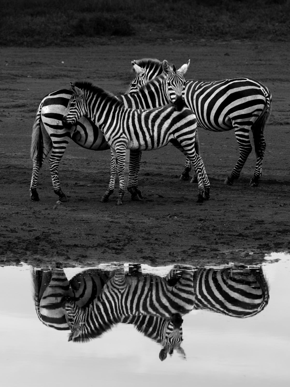 Three zebras reflected in water — Mitchell Burns
