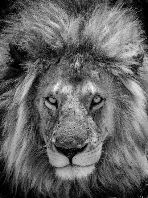 Apex B&amp;W — male African lion in the Serengeti, Tanzania, photographed by Mitchell Burns — illustrative Black + Black corner detail